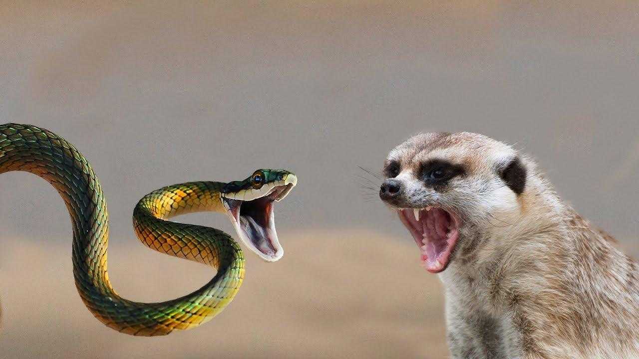 Глупые змеи