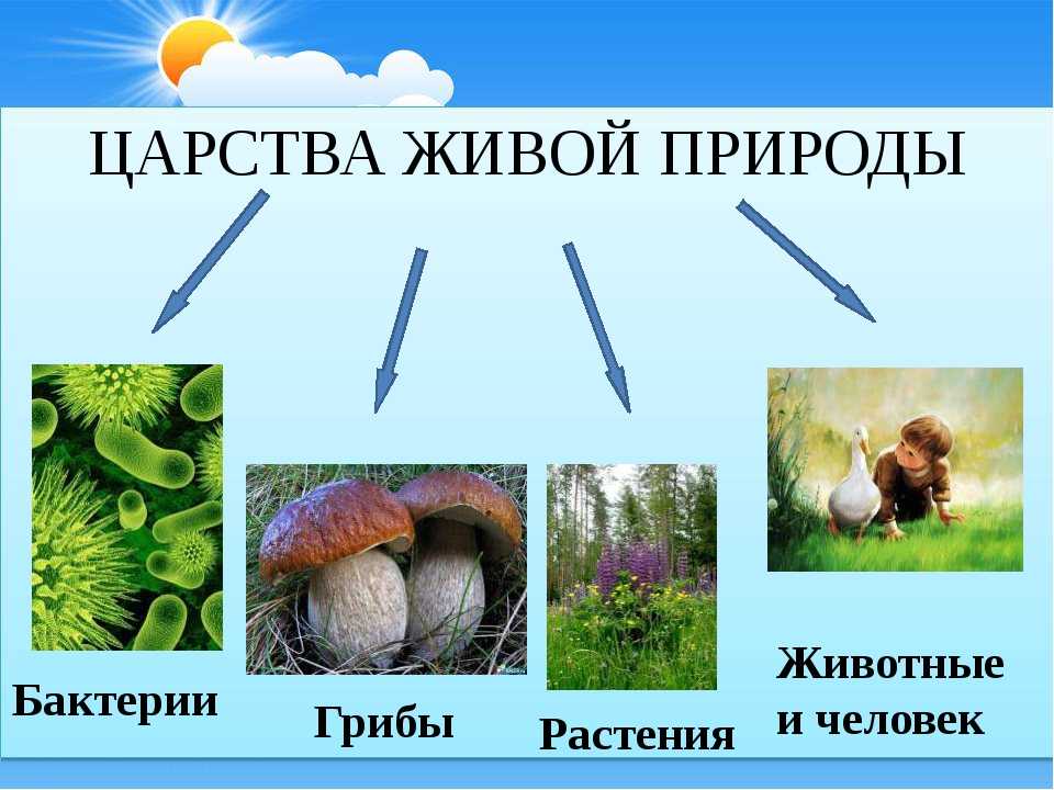 Что такое природа? живая и неживая природа. значение и разбор слова "природа" :: syl.ru