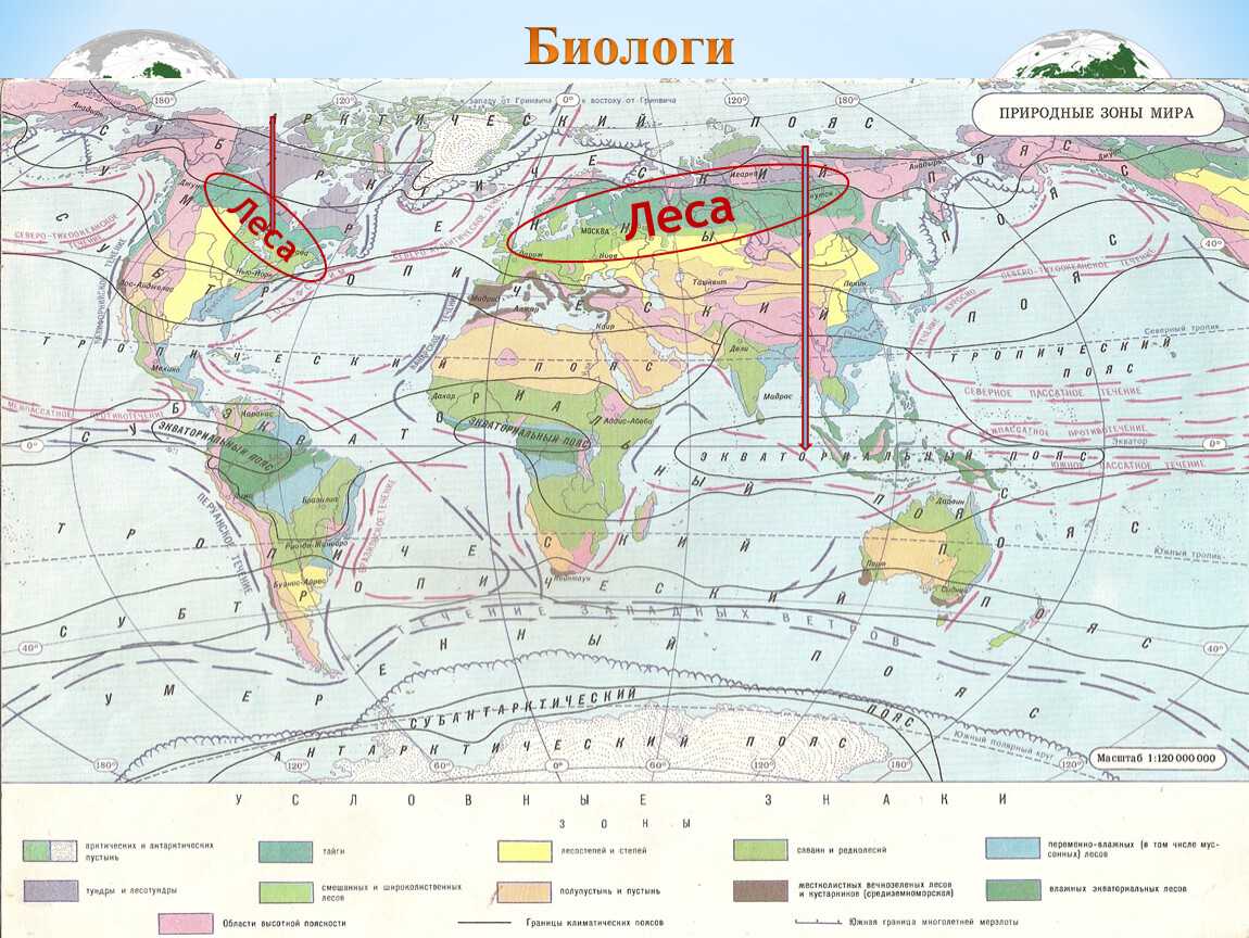 Природные зоны встречающиеся на северных материках. Карта природных зон 7 класс география.