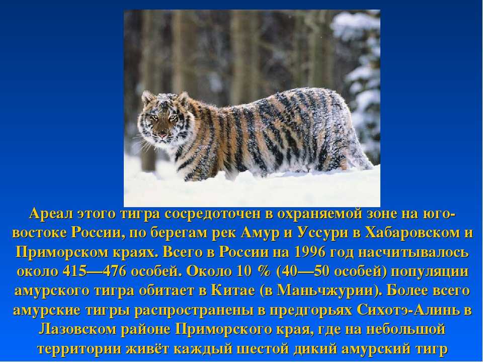 Тигр: описание и характеристика хищных животных, необычные факты