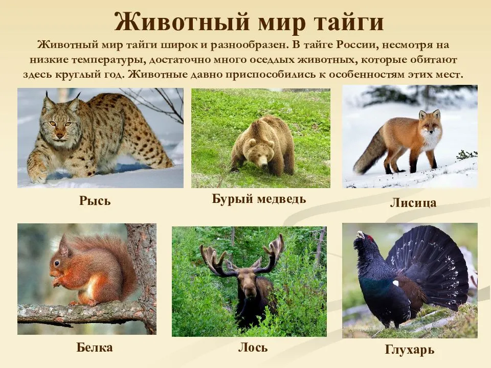 Представляем вашему вниманию краткую информацию с фото о 7-ми самых знаковых и редких представителях животного мира Сибири