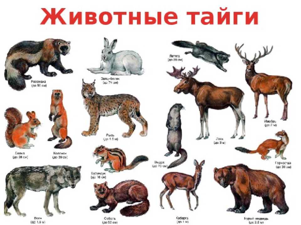 Животные московской области