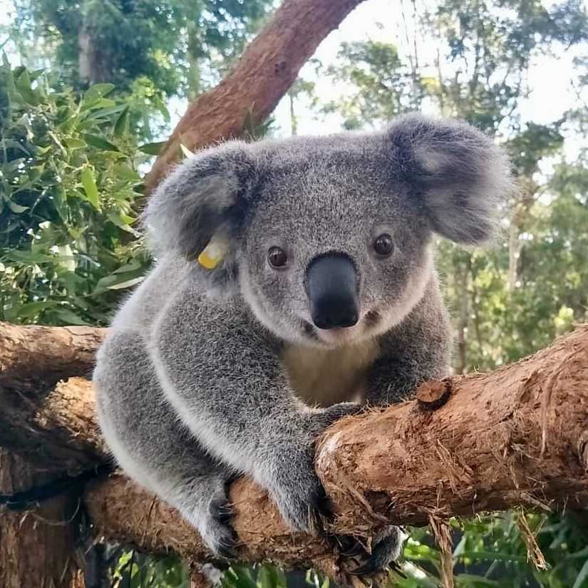 Коала сумчатое животное. Мишка коала. Сумчатая Панда. Коала в Австралии.