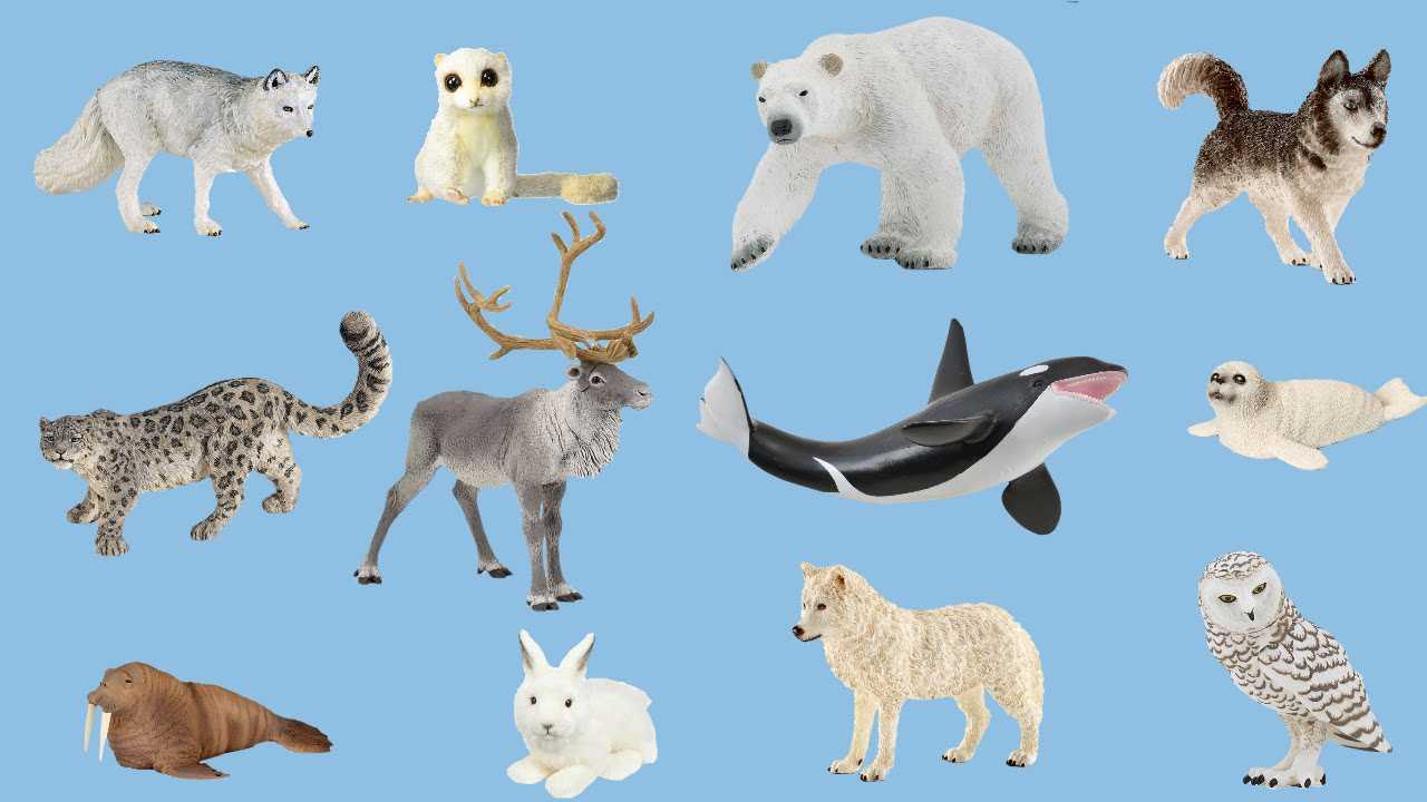 Арктика - климат, характеристика флоры и фауны