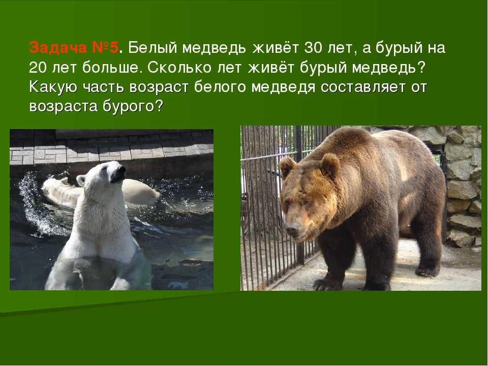 Белый медведь. образ жизни и среда обитания белых медведей | животный мир