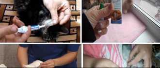 Ушной клещ у кошек: лечение с помощью лекарств и мазей, как распознать на ранних и поздних стадиях, опасность для животных и человека
