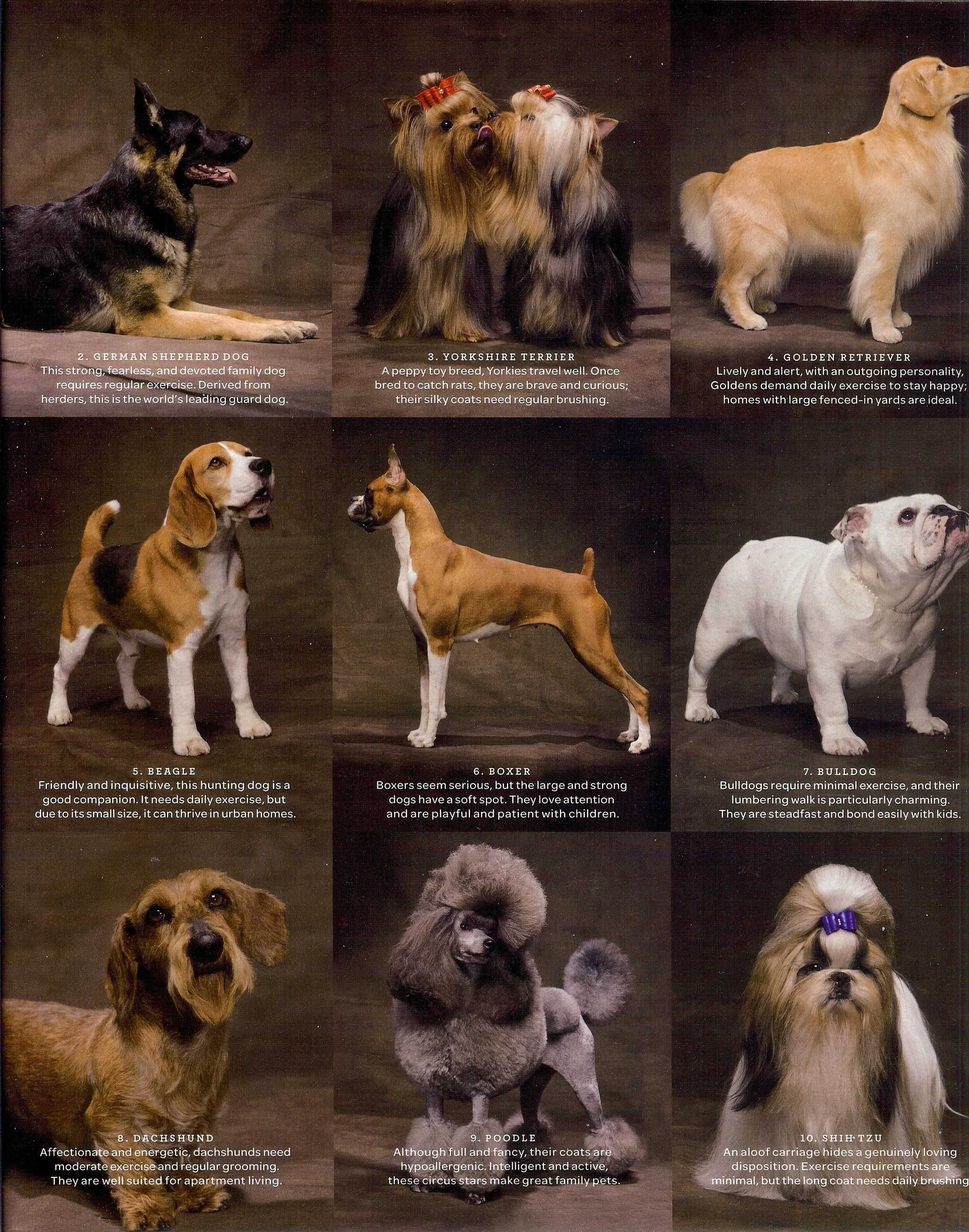 Породы собак средних размеров: описание и фото