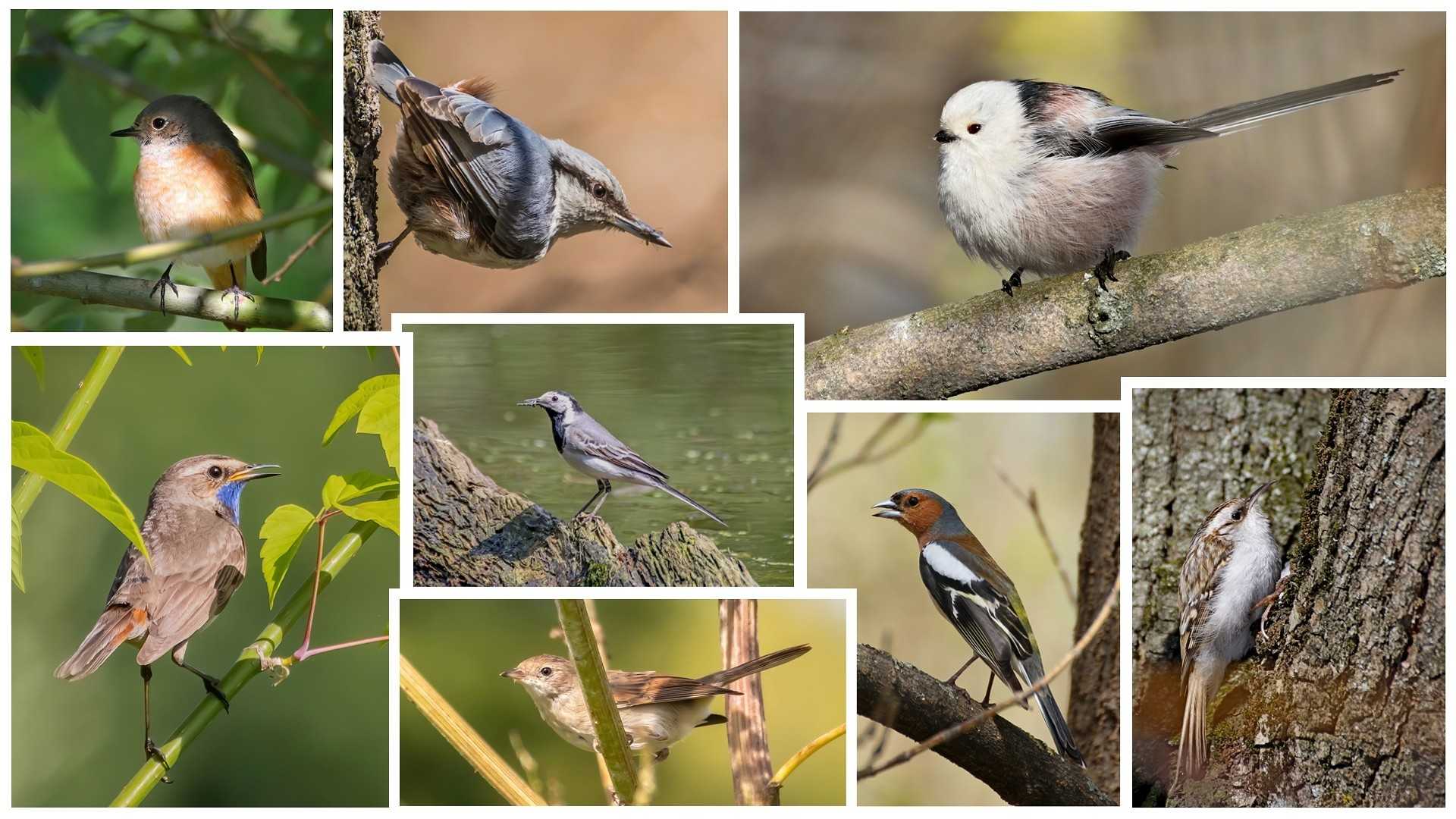 Птицы средней полосы россии - названия видов, фото и описание — природа мира