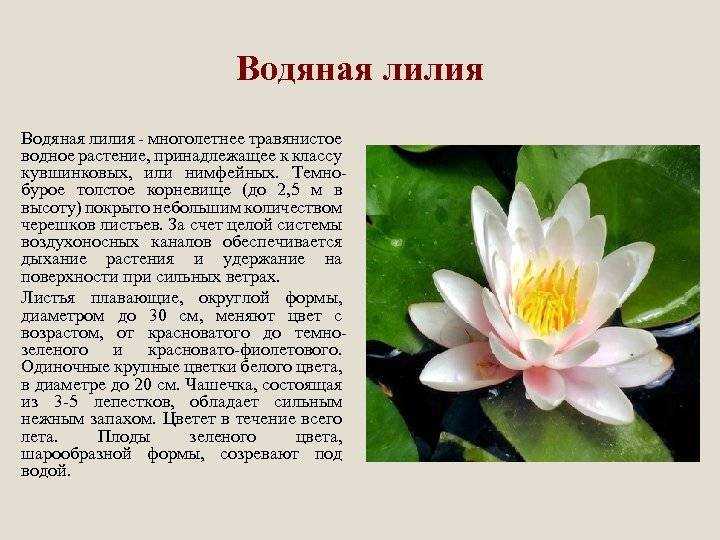 В этой статье представлена подборка некоторых краснокнижных растений Ставропольского края, с кратким описанием и фото