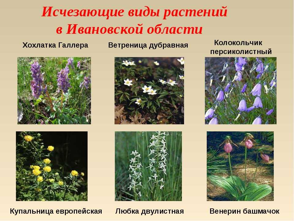 Какие растения занесены в красную книгу россии?