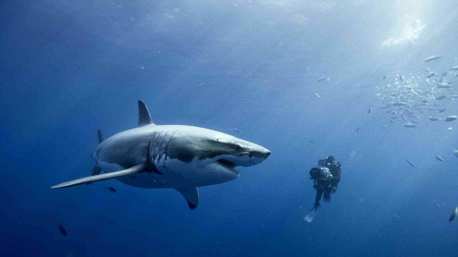 Распространённые мифы об акулах