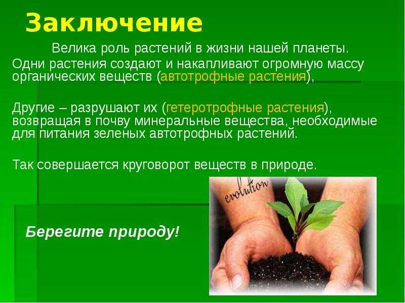 Какие значение имеют зеленые растения