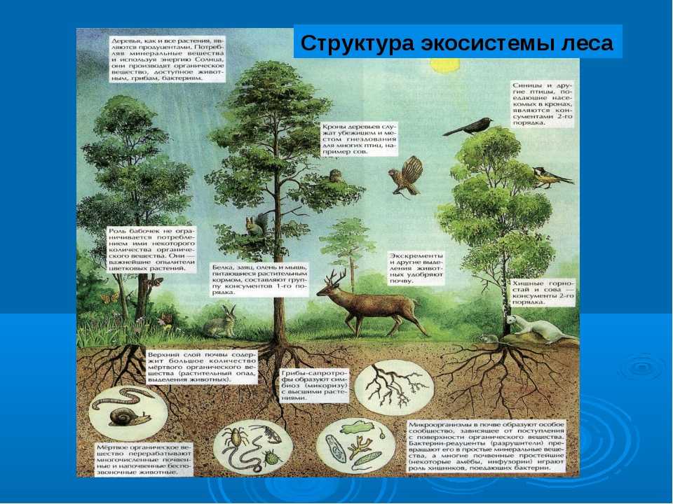 Лесная экосистема - это функциональная единица или система, состоящая из почвы, деревьев, кустарников, трав, грибов, микроорганизмов, насекомых, животных, птиц и человека в качестве взаимодействующих единиц