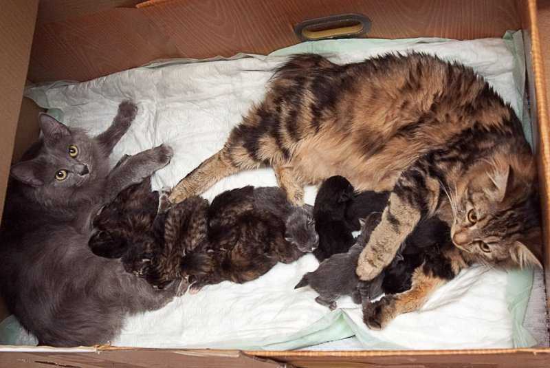 Кошка после родов