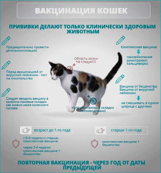 Прививки кошкам. правильная вакцинация котят | ветпрактика