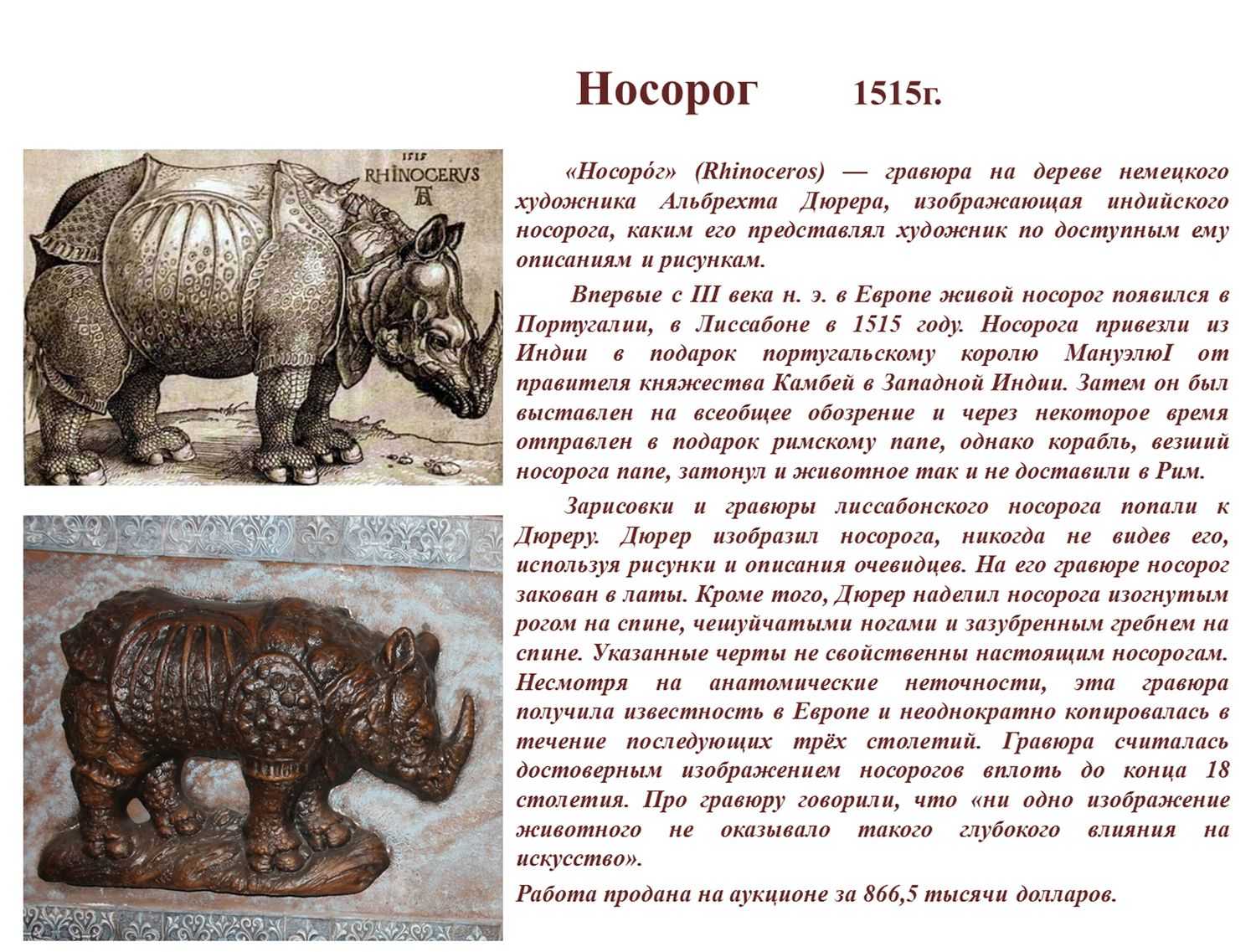 Носорог: описание животного, где обитает, чем питается