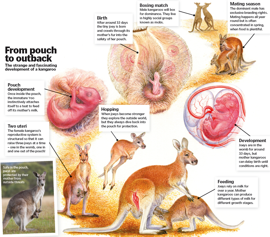Кенгуру – животное австралии (фото, описание)