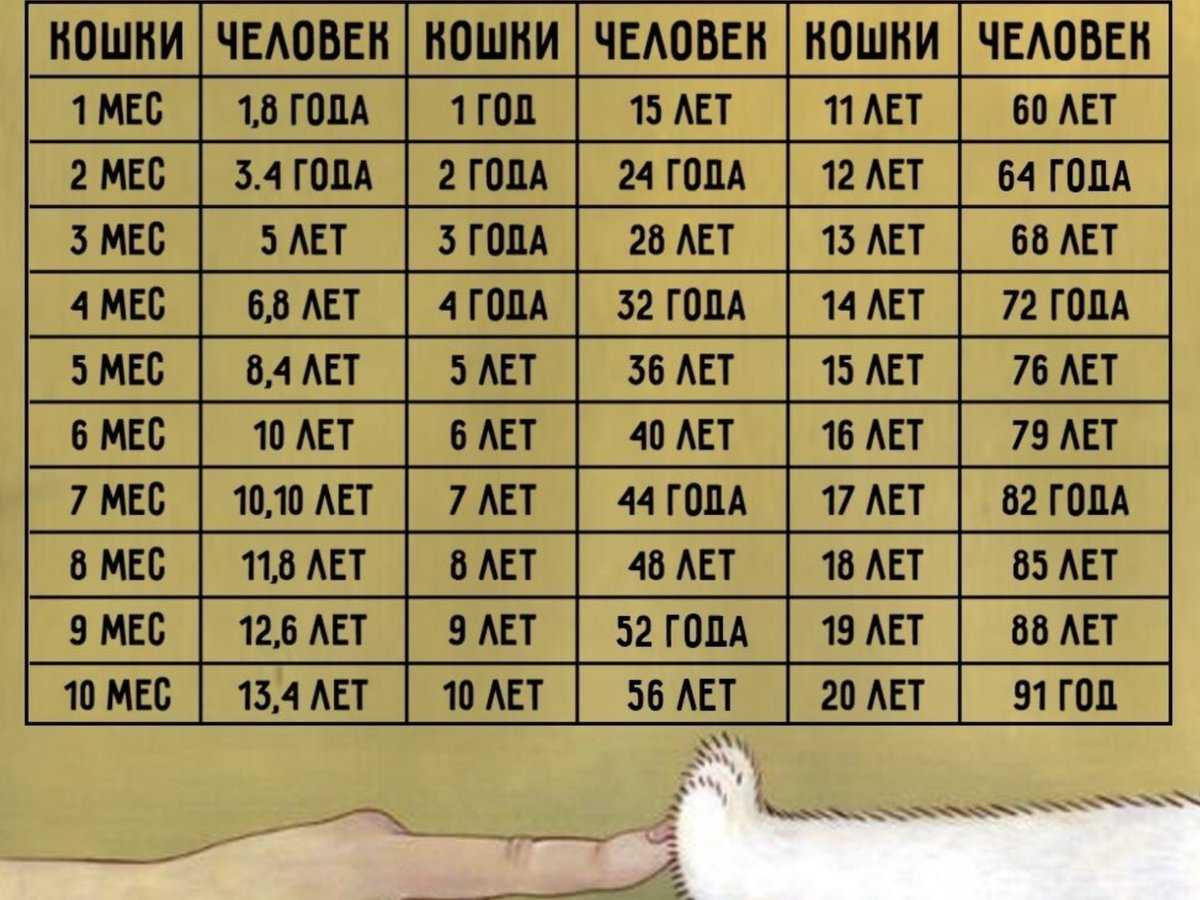 Как назвать котенка: 200 кошачьих имен со значением » notagram.ru