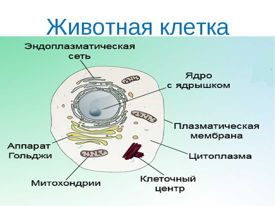Основные функции ядра в клетке состоят в
