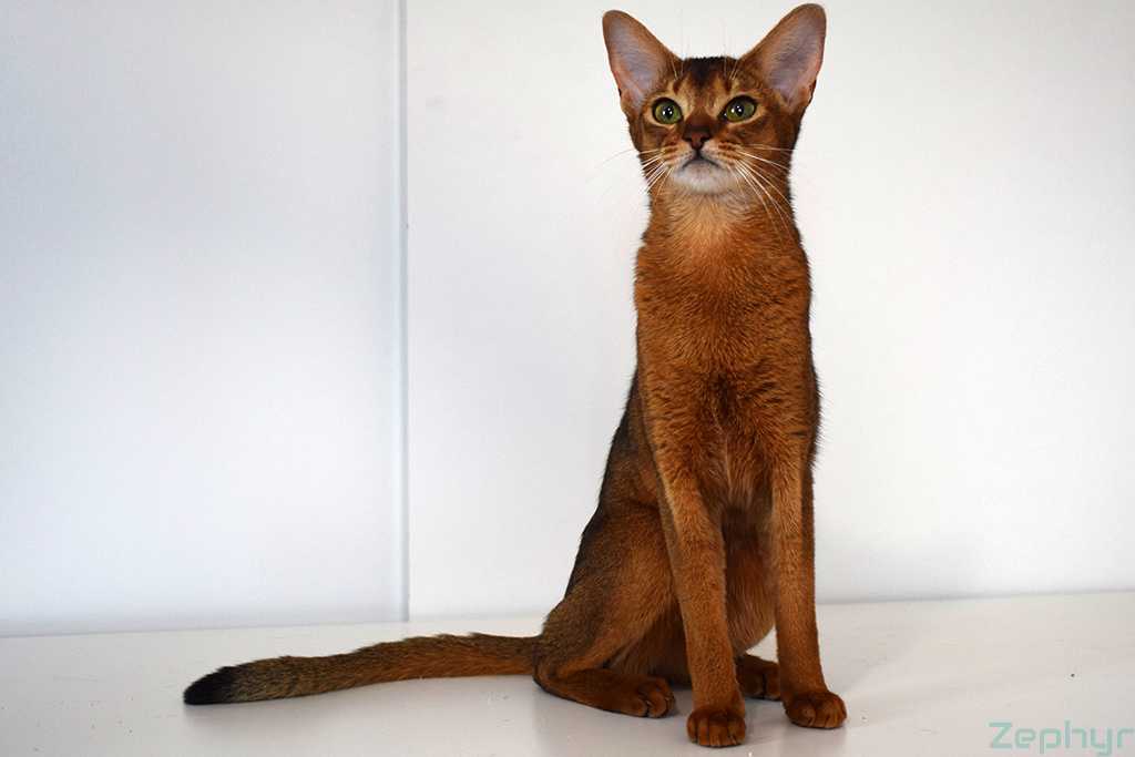 Абиссинская кошка: особенности породы | блог ветклиники "беланта"