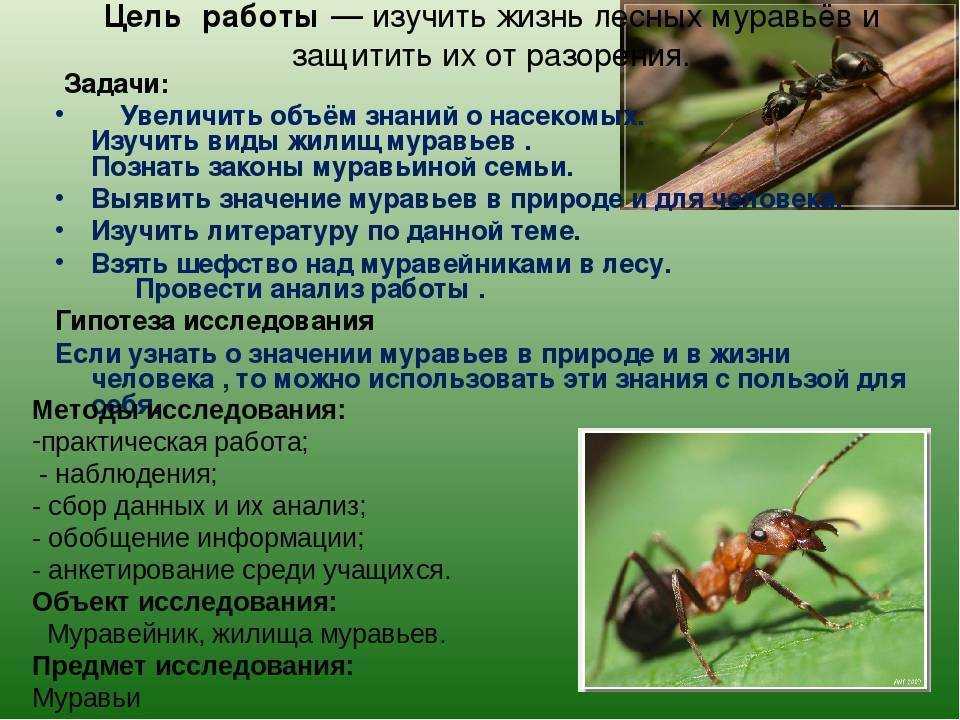 Топ 20: самые опасные и ядовитые насекомые в мире - фото, названия и характеристика