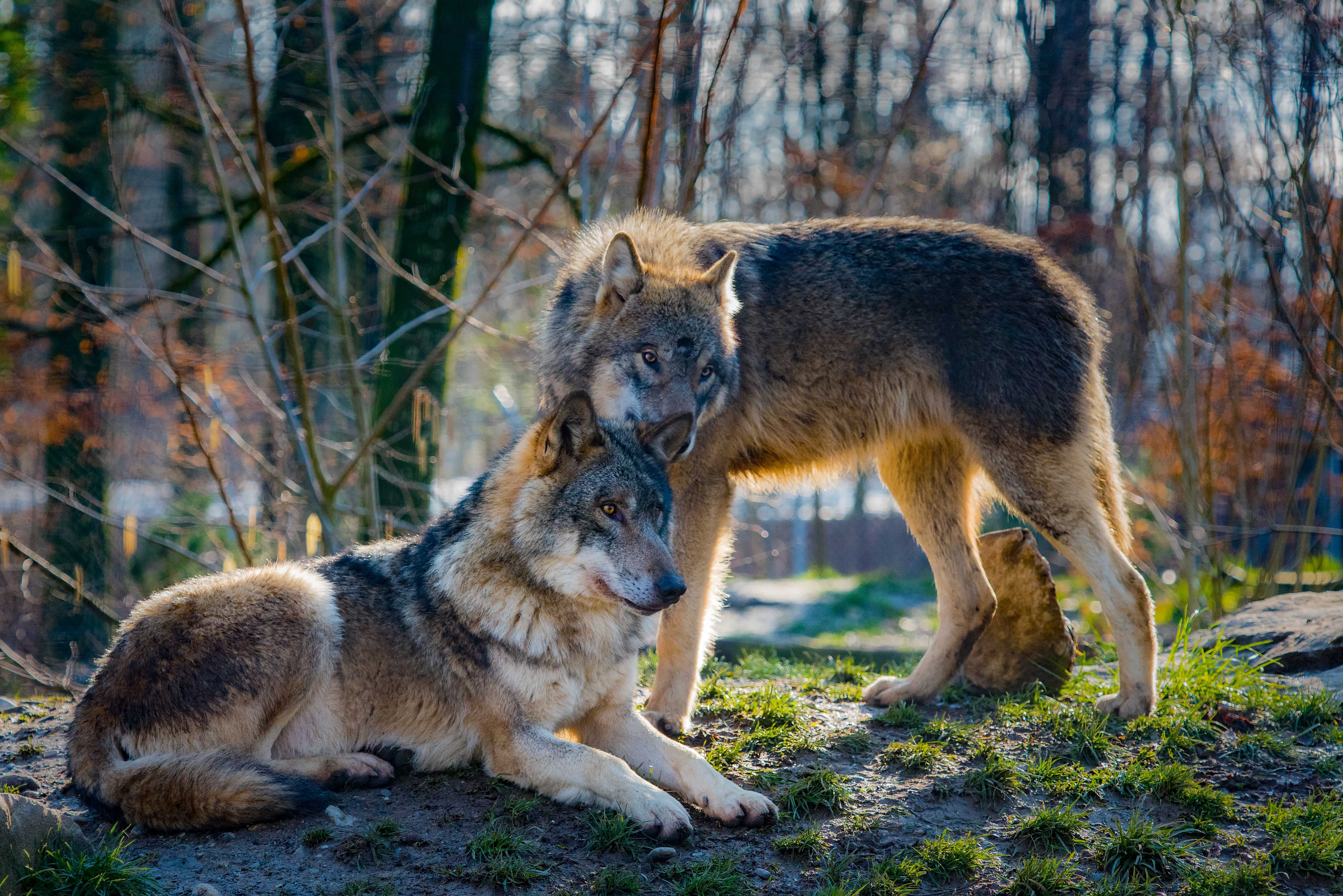 Волк - где обитает, чем питается, виды, описание, сколько живет