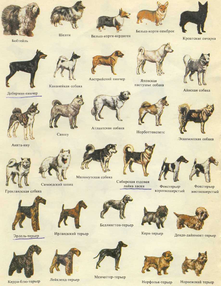 В этой статье представлен список десяти популярных пород собак средних размеров с кратким описанием и фото