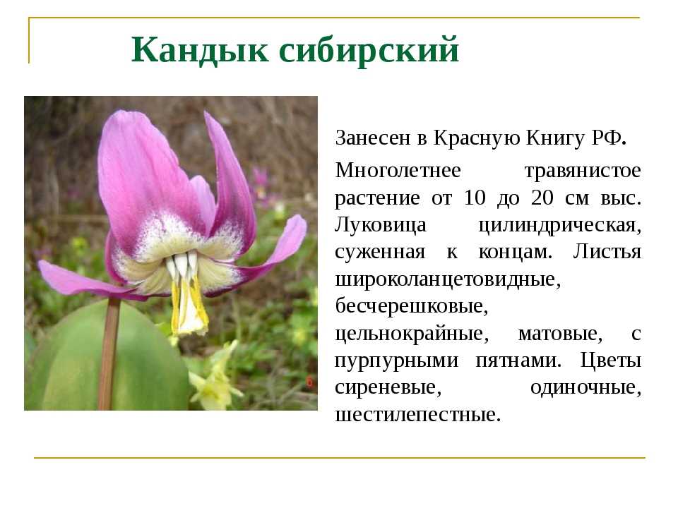 Редкие цветы из красной книги россии