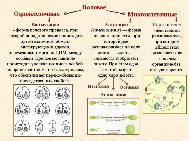 Что такое хромосома, количество хромосом у человека, строение, типы, функции, первичная и вторичная перетяжка, значение | tvercult.ru