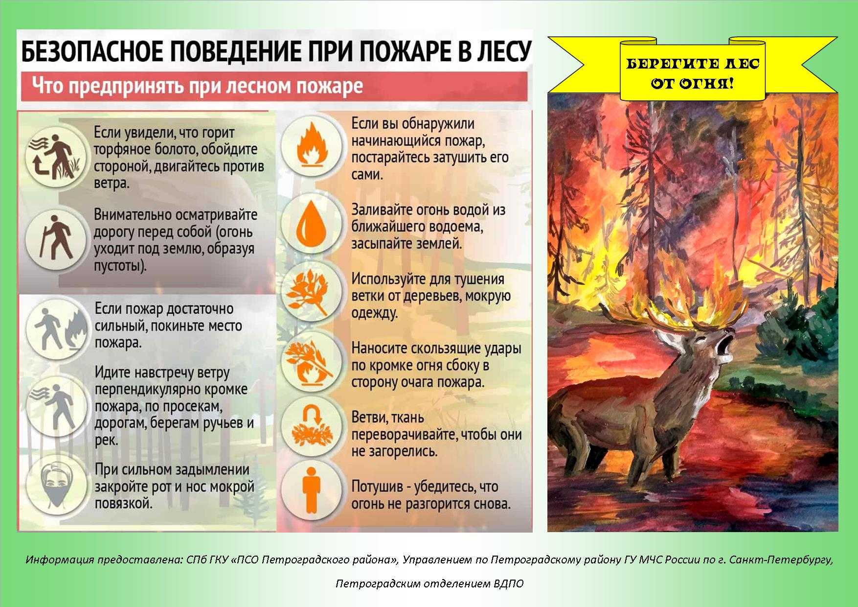 Причины лесных пожаров: почему происходит возгорание леса и кто в этом виноват