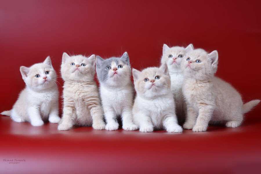 Как назвать кота британца мальчика и девочку: популярные клички для британских кошек