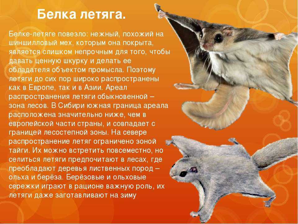 Белка-летяга: описание, виды, среда обитания, что ест, враги, образ жизни | планета животных