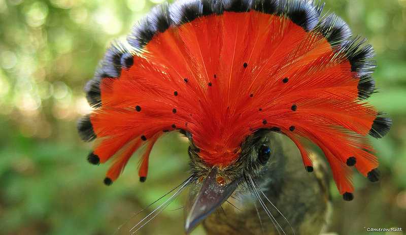 30 самых красивых птиц в мире • всезнаешь.ру