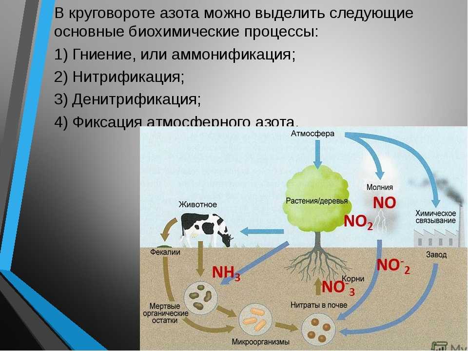 Соединения азота в почве. Круговорот азота (по ф.Рамаду, 1981). Круговорот азота в биосфере. Биохимический цикл азота схема. Биологический круговорот азота схема.