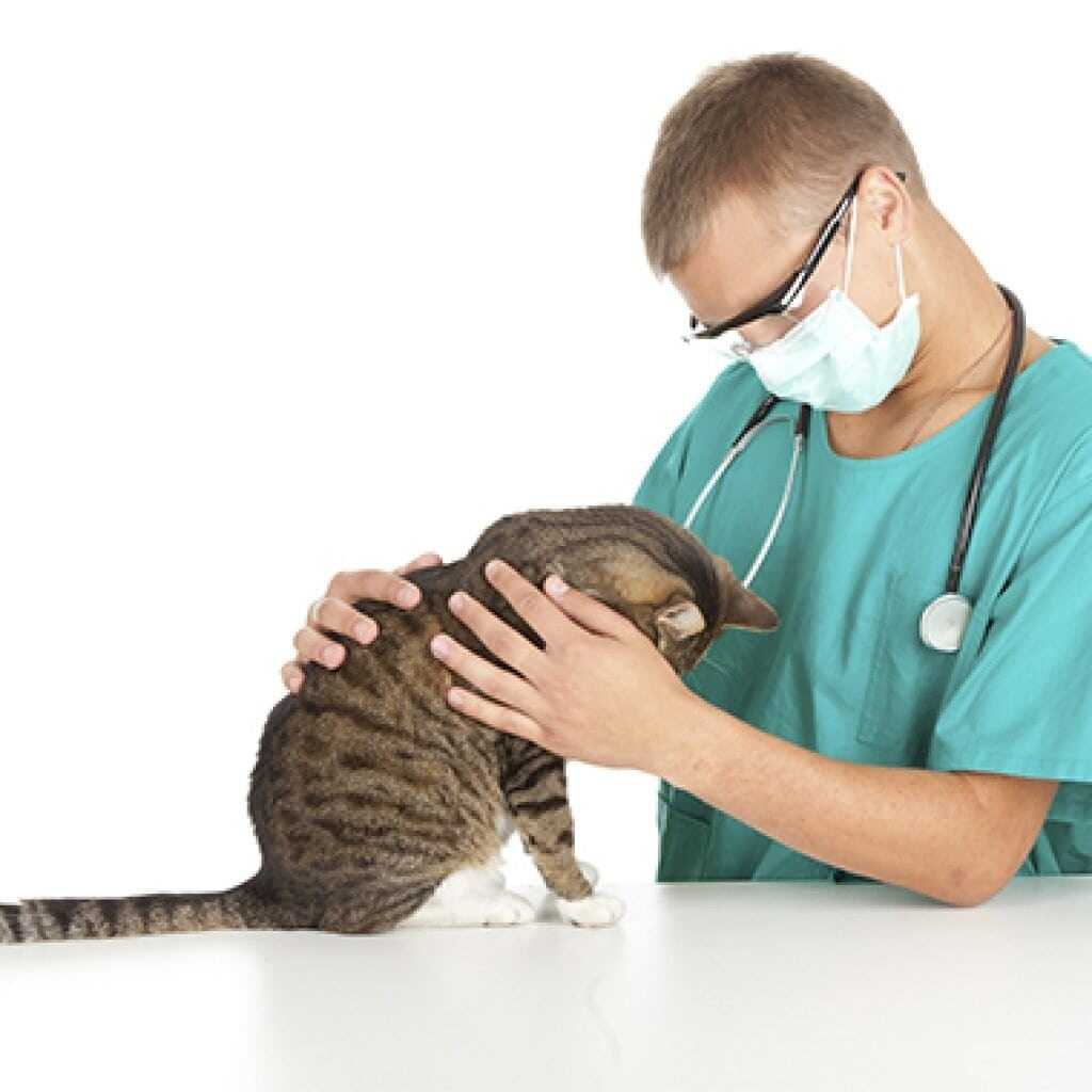Эпилепсия у кошек: симптомы и лечение опасного заболевания