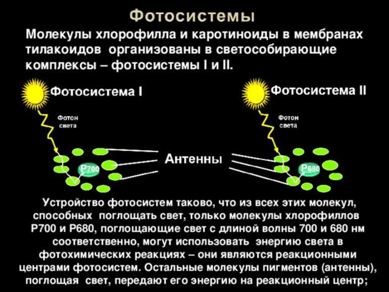 Хлорофиллы поглощают свет. Фотосистема 2 фотосинтез. Светособирающие комплексы в хлоропластах. Поглощение хлорофиллом Квантов света. Светособирающие комплексы фотосистем.