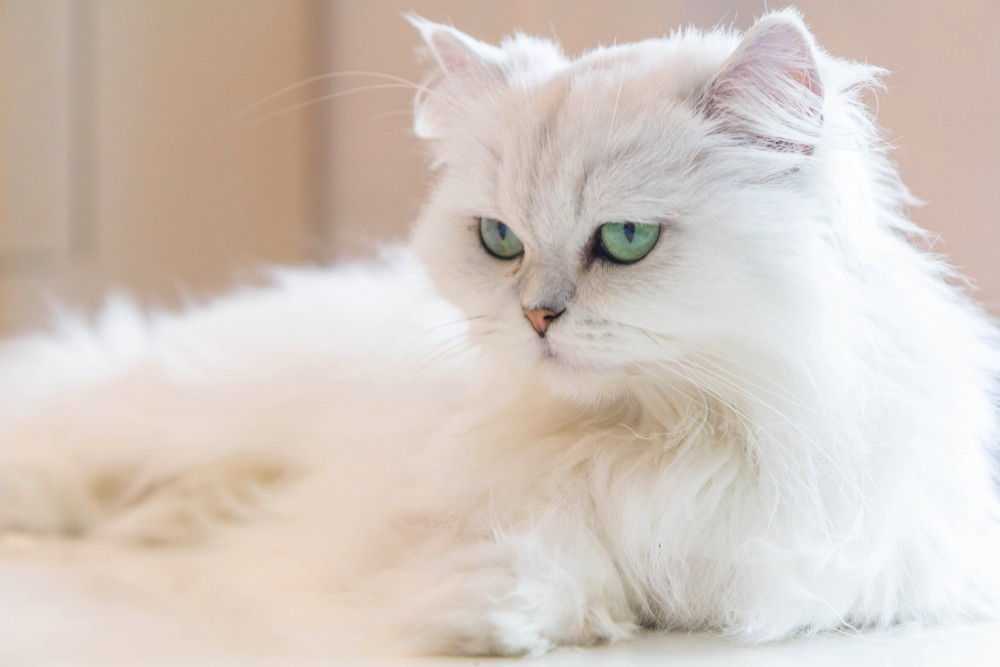 Породы пушистых кошек - фото, название и характеристика