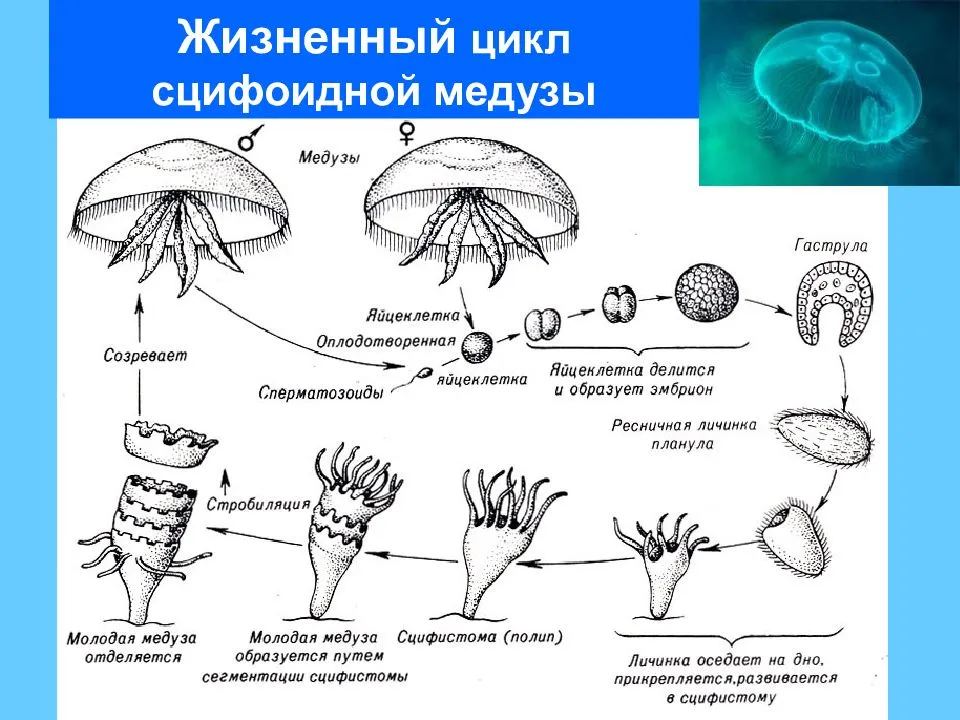 Что нужно делать с мертвыми медузами и почему, рассказал зоолог - ria-m.tv
