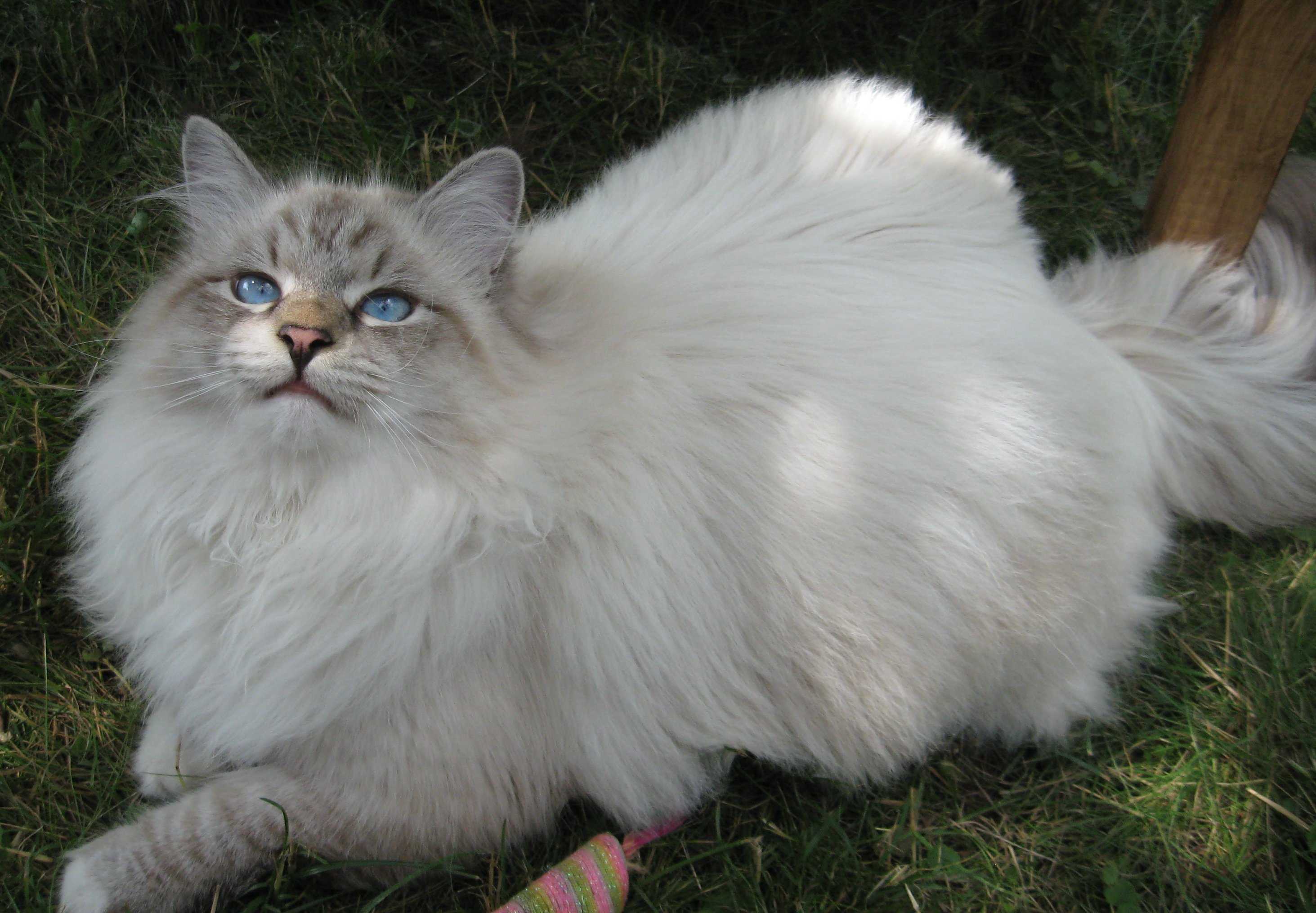 Пушистые породы кошек: какие породистые длинношерстные коты самые красивые и ласковые, как за ними ухаживать