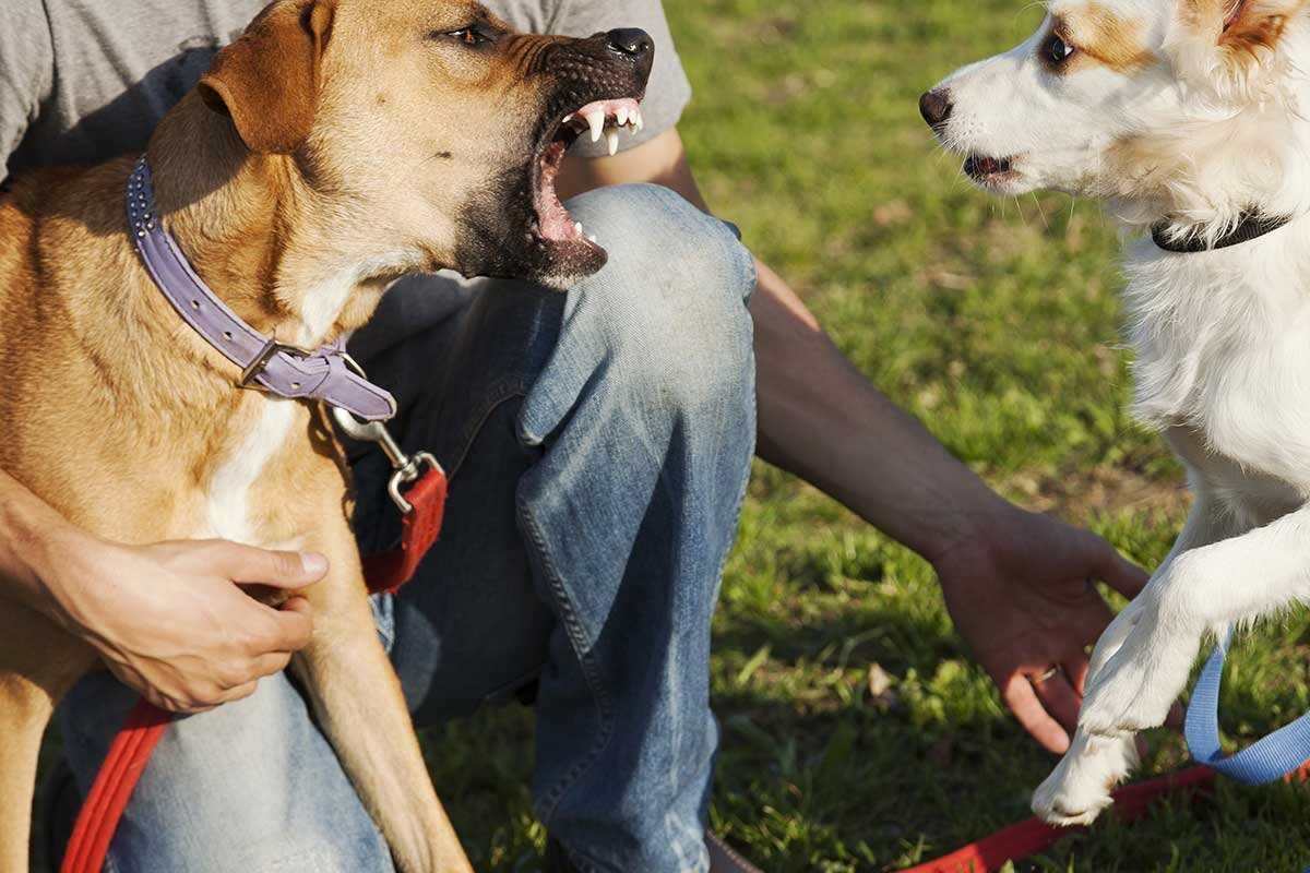 Как справиться со страхом собаки? страх перед собаками, людьми и громкими звуками.