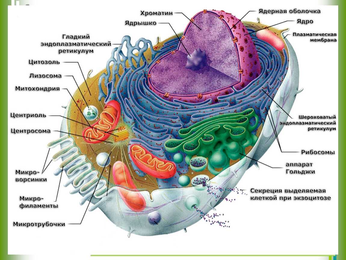 Эукариотическая ⭐️ клетка: определение, ее строение, особенности и функции