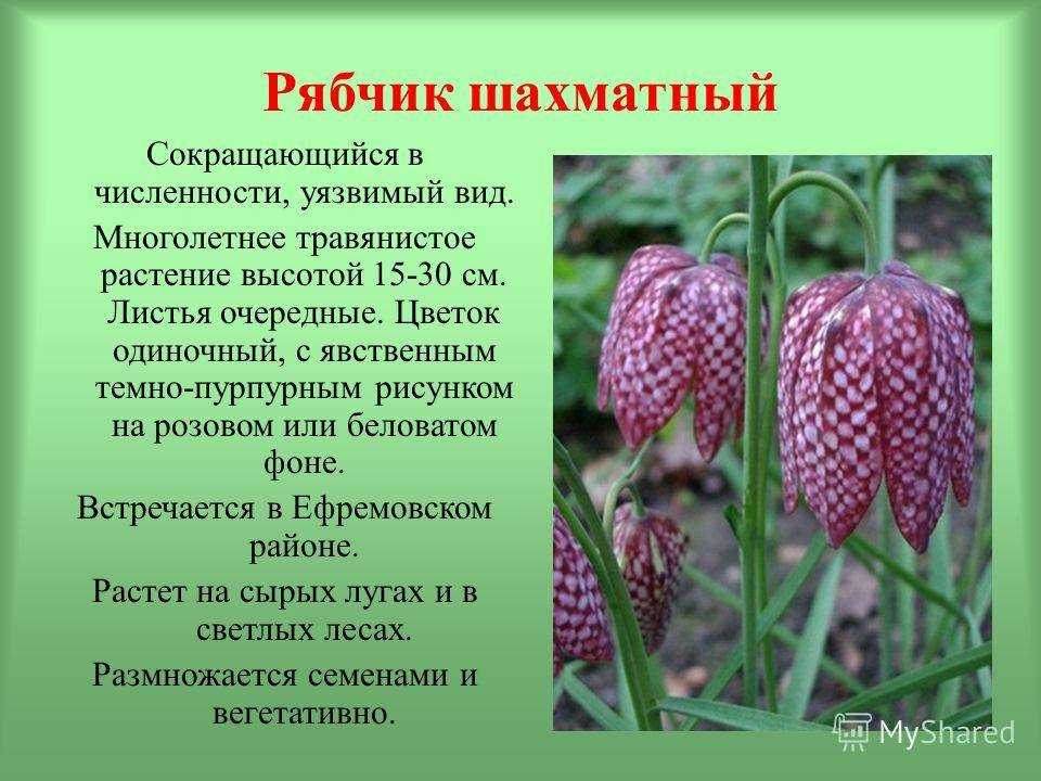Какие растения занесены в красную книгу россии? :: syl.ru