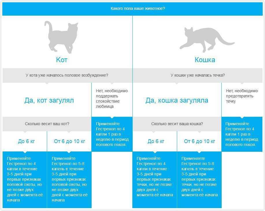 Как отучить кошку писать в неположенном месте: советы и рекомендации экспертов | ваши питомцы