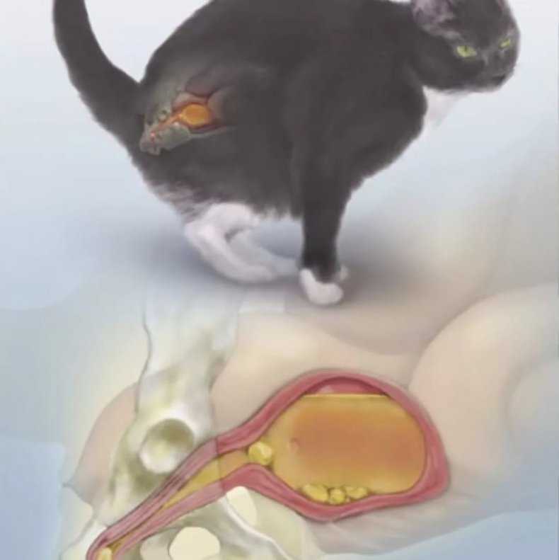 Заболевания поджелудочной железы у кошек.