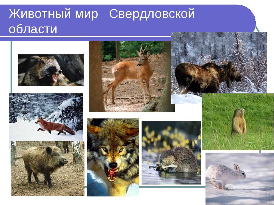 В данной статье мы расскажем о некоторых ярких представителях фауны Новосибирской области, а также перечислим редкие виды животных, попавшие в региональную Красную книгу