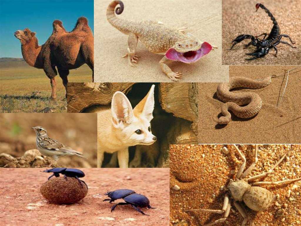 Животные египта. описания, названия и особенности животных египта | животный мир