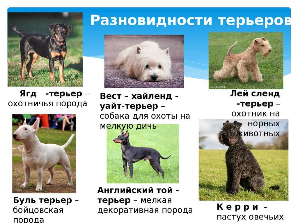Размеры собак