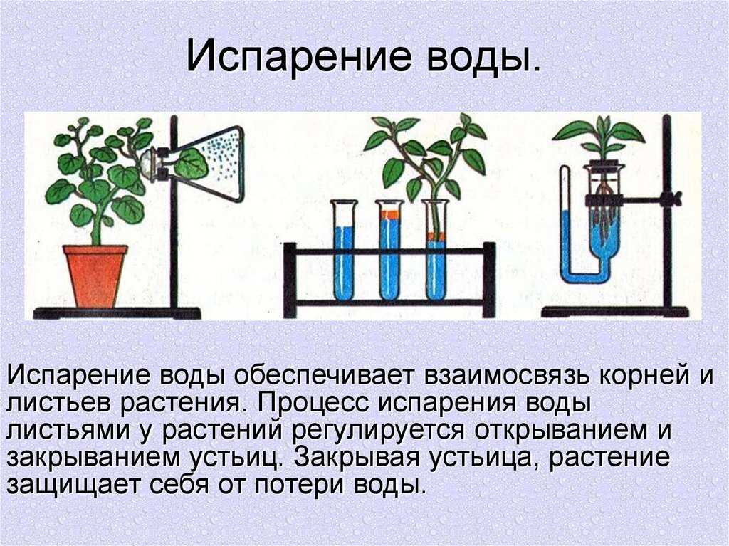 Какая наука изучает испарение воды. Опыт доказывающий испарение воды листьями. Испарение воды листьями транспирация. Схема транспирации растений. Транспирация – процесс испарения воды листьями..