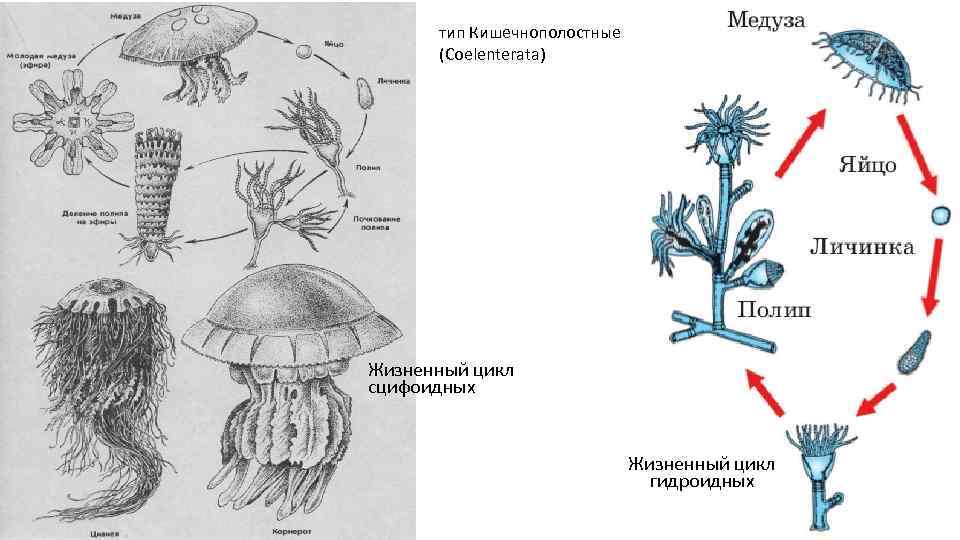 Как размножаются медузы - oozoo.ru