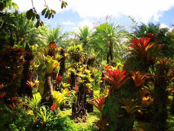 Топ-10 самых красивых тропических лесов планеты! описание и фото